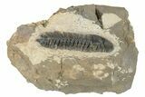Detailed Crotalocephalina Trilobite - One Half Prepared #235114-1